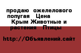 продаю  ожелелового попугая › Цена ­ 6 500 - Крым Животные и растения » Птицы   